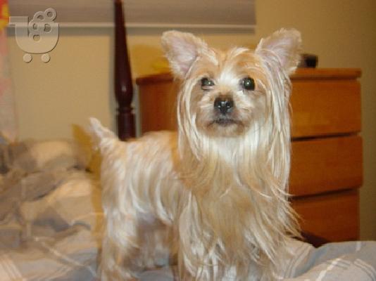 PoulaTo: super χρυσό Yorkie κουτάβι